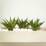 Ultimate Guide Aloe Vera Health Benefits, Side Effects, Uses and Recipes