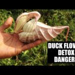 Can Duck Flower Kill You? A Closer Look at the Toxicity of This Plant